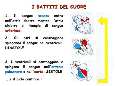 Apparato Circolatorio Diapositive Scienza Lezioni Di Scienze Scuola