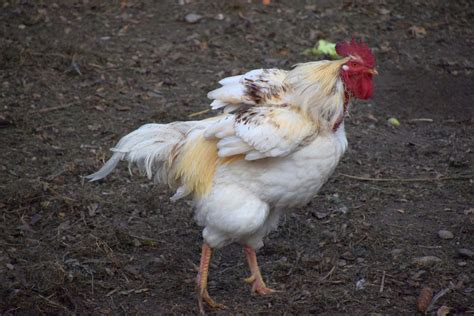 Why And When Do Chickens Molt Backyard Poultry