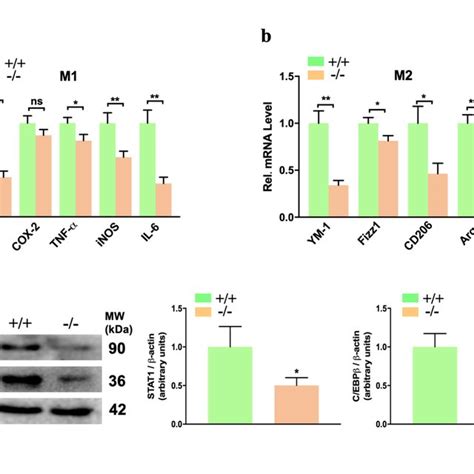 BAP31 Deficiency Inhibits The Polarization Of Macrophages In Lck