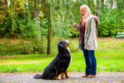 ¿cómo Pasear A Un Perro Correctamente ¡12 Claves