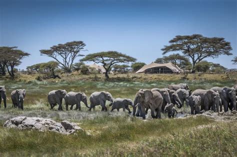 Quand partir en Tanzanie Météo climat safari Les meilleures