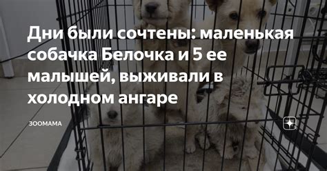 Дни были сочтены: маленькая собачка Белочка и 5 ее малышей, выживали в ...