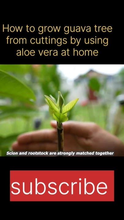 How To Grow Guava Tree From Cuttings By Using Aloe Vera In Home Youtube