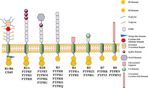 The Role Of Receptortype Protein Tyrosine Phosphatases In Cancer Lv