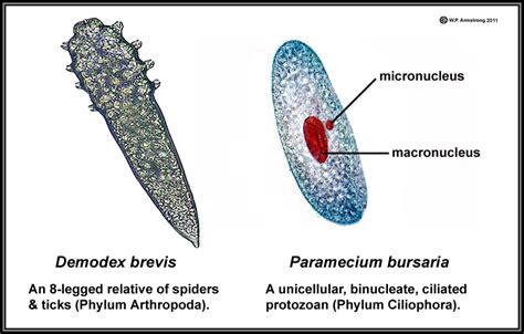 Mites