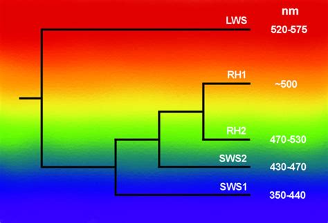 The Phylogenetic Relationships Between The Vertebrate Visual Opsin