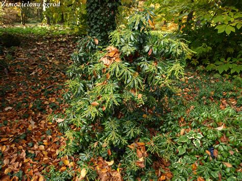 Zimozielony Ogr D Arboretum W Rogowie Zimozielone Ro Liny Li Ciaste