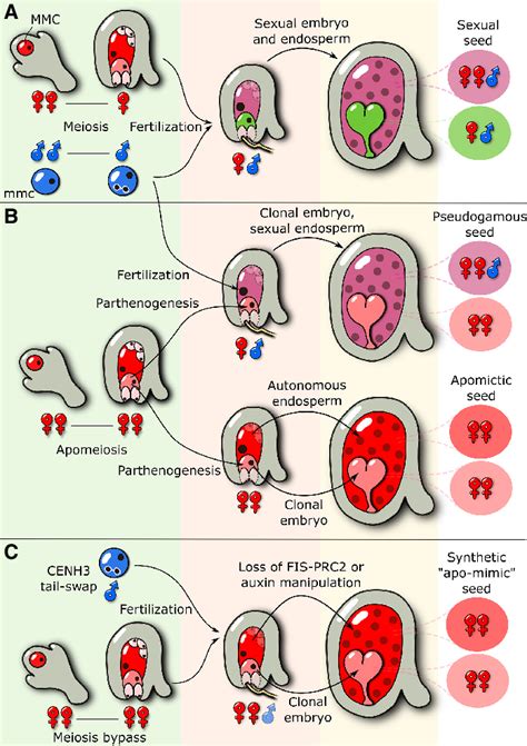 Sexual And Asexual Modes Of Seed Initiation A In Sexual Species