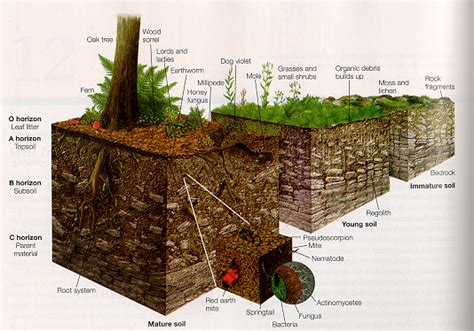 Soil Tropical Rainforests