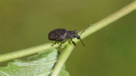 7 Common Bean Pests To Look For This Season