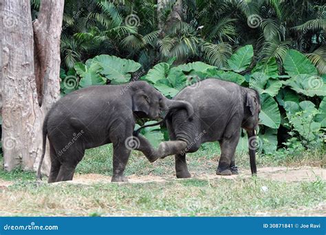 Baby Elephants Playing stock image. Image of bangalore - 30871841