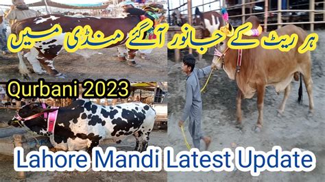 Cow Mandi Lahore Shahpur Kanjra Qurbani 2023 Ke Shandar Desi Bachre