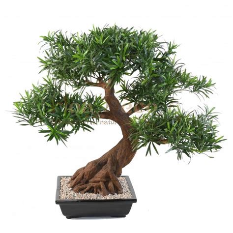 BONSAI PODOCARPUS EN COUPE 78 CM