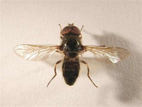 Cheilosia Velutina Pinned Male Rossington Bridge Yorksh Flickr