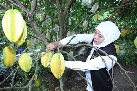 Yuk Kunjungi Agrowisata Petik Buah Belimbing Karangsari Di Kota Blitar