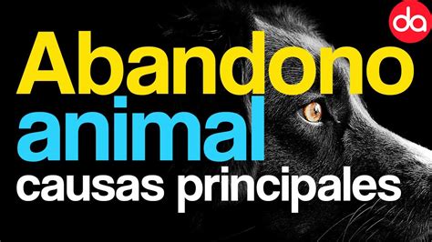 Las Principales Causas Del Abandono De Mascotas Como Ayudar A