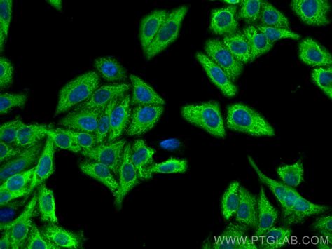 Ldha Specific Antibody Cl Proteintech