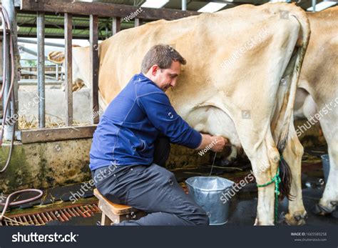 Milking Cows By Hand