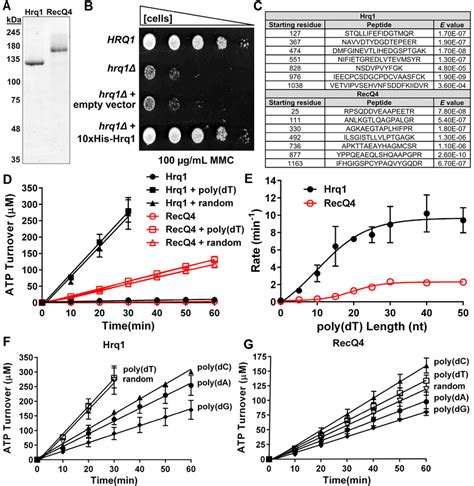 Purified Hrq And Recq Are Dna Stimulated Atpases A Sypro