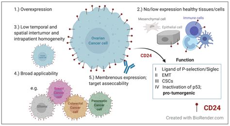 Jpm Free Full Text The Emerging Role Of Cd24 In Cancer Theranostics