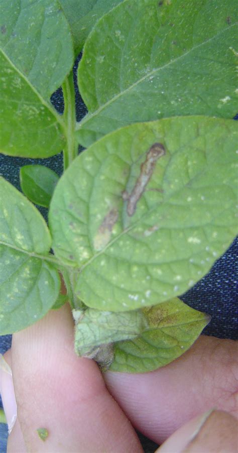 Leaf Miner Fly And Larvae