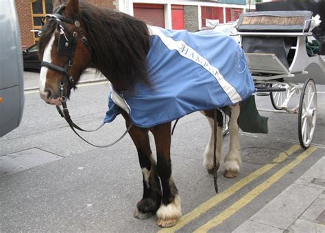 Research on Welfare of Carriage Horses