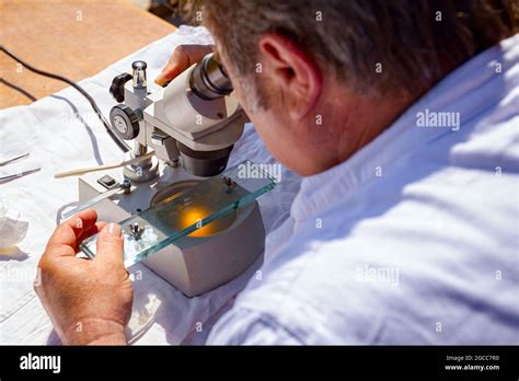 Trichinellosis -Fotos und -Bildmaterial in hoher Auflösung – Alamy