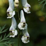 Matalobos o acónito la planta tóxica que puede matar a un ser humano