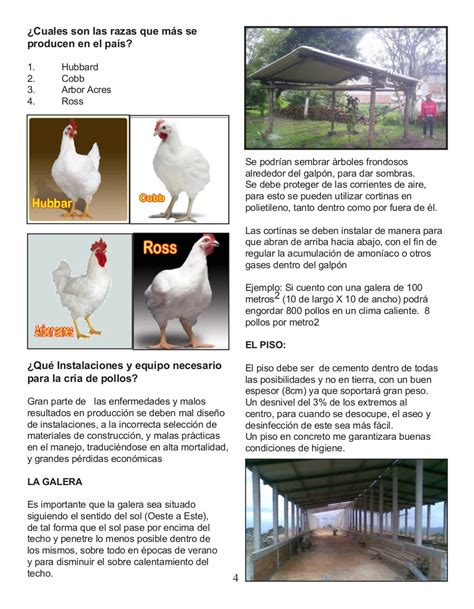 Guia Manejo Pollos De Engorde Paginado