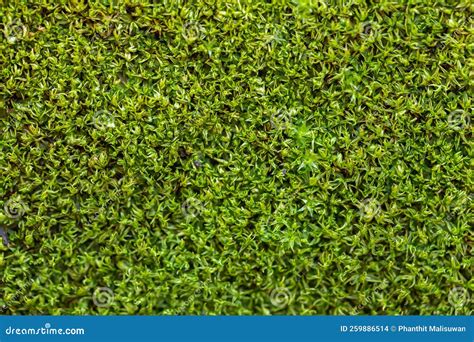 Fondo De Musgo Verde Esculpido En La Naturaleza Cerrar La Textura De