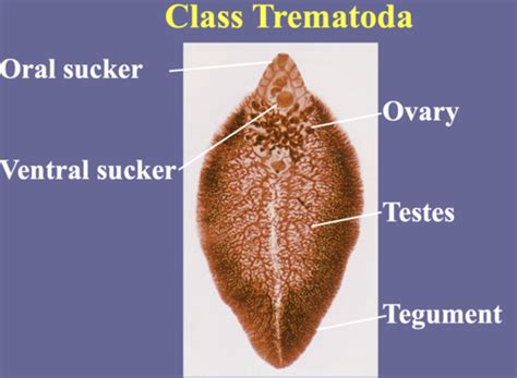 Flat Worms Flashcards Quizlet