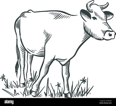 Cow sketch hand drawn. Livestock ink sketch Stock Vector Image & Art ...