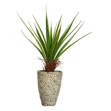 Laura Ashley Home Tall Agave Floor Plant In Fiberstone Pot And Reviews