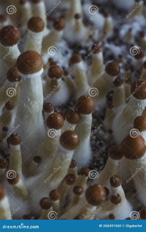 Microgrowing Of Psilocybe Cubensis Mushrooms Mycelium Of Psilocybin