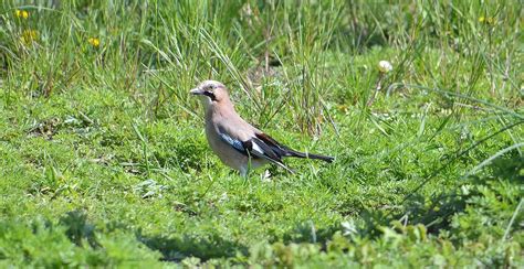 Jay Bird Grass Free Photo On Pixabay Pixabay