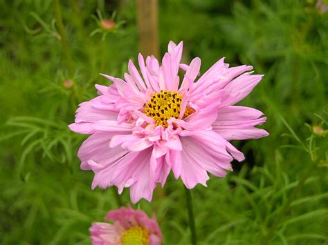 File:Cosmos bipinnatus 'Double Click' Flower 1600px.jpg - Wikipedia