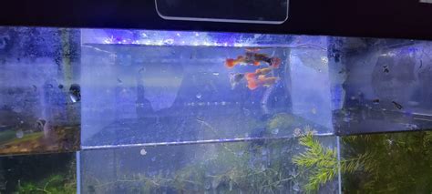 finally stocked a 1 of my 10 gallon aquariums - General Discussion - C ...