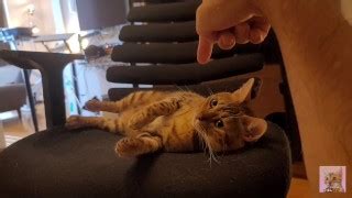 Free Kemono Porn Videos From Thumbzilla