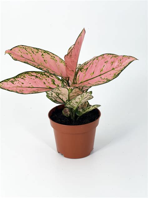 Aglaonema Valentine Pink HORTREX