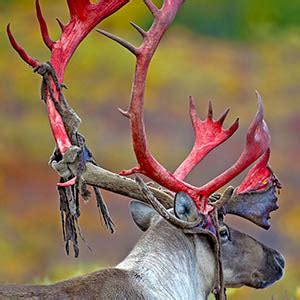 Why do Deer Get Velvet on Their Antlers? – Pure Velvet Extracts