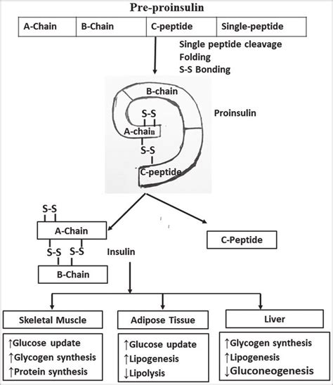 Structure and function of insulin [modified from Maitra [17] ] | Download Scientific Diagram