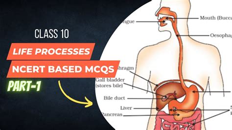 Life Processes Class Science Biology Mcq Life Processes Class