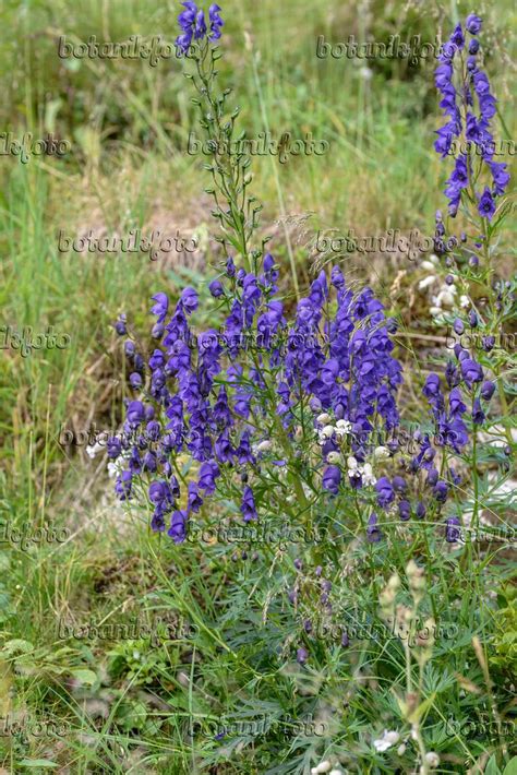 Bild Tauern Eisenhut Aconitum Tauricum Bilder Von Pflanzen