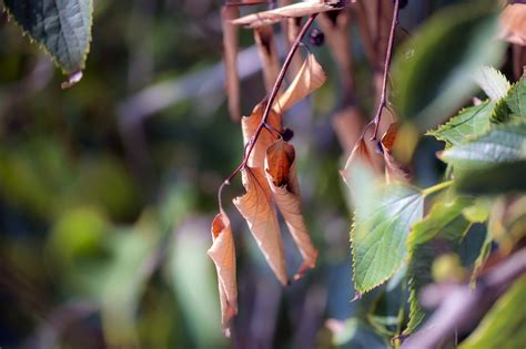 Fruit Feuilles Plantes Photo Gratuite Sur Pixabay Pixabay