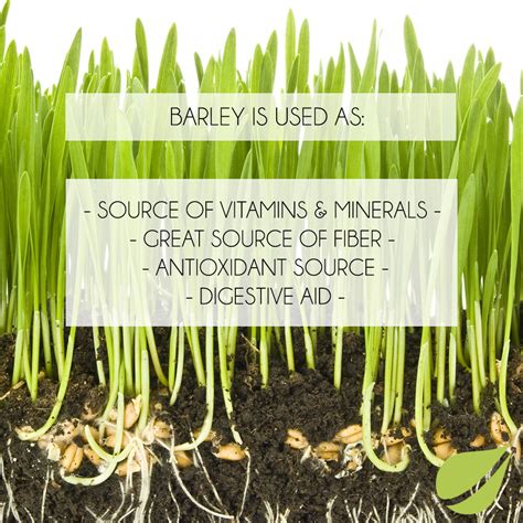 Product Spotlight Organic Barley Grass Juice Powder — Nubeleaf