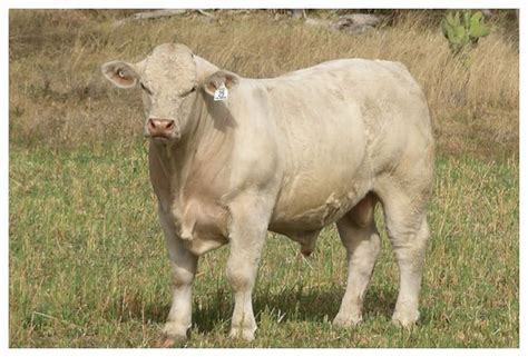 Generalidades De La Ganadería Bovina Charolais