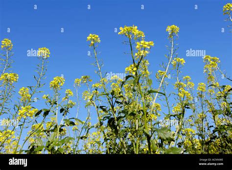 Wild Mustard Hi Res Stock Photography And Images Alamy