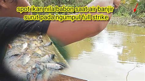 Menemukan Spot Ikan Nila Babo Pada Ngumpul Saat Air Banjir Mulai Surut