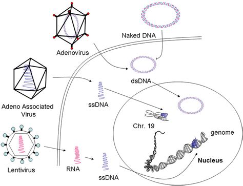 The Differences In The Cellular Effect Of Viral Vs Naked Dna Vectors