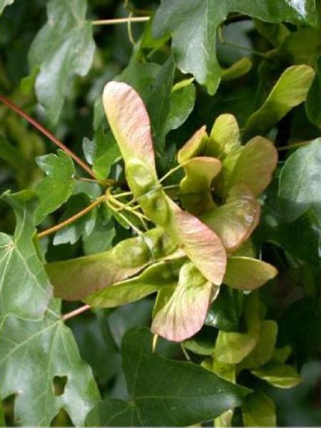 VESUNNA Macérat de bourgeons bio d érable champêtre A découvrir